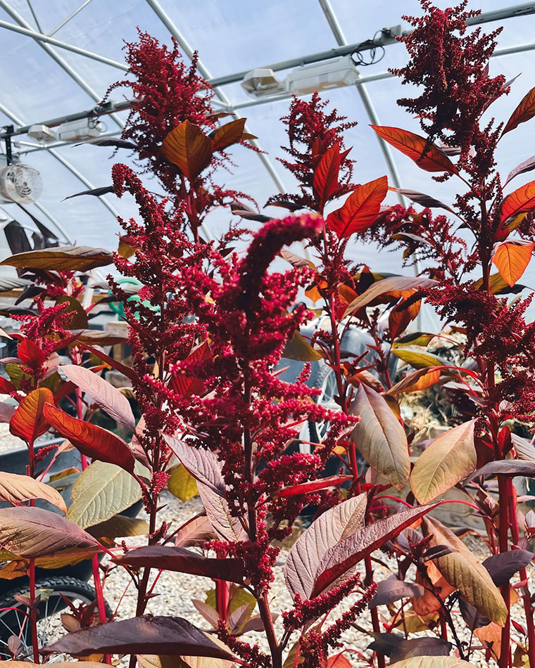 Amaranth that MeANS students cultivate into flour